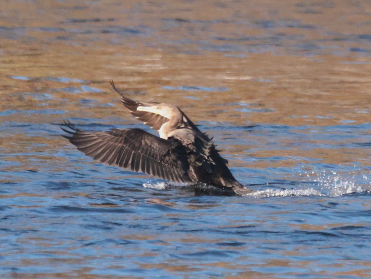 Double-crested Cormorant - ML646024005