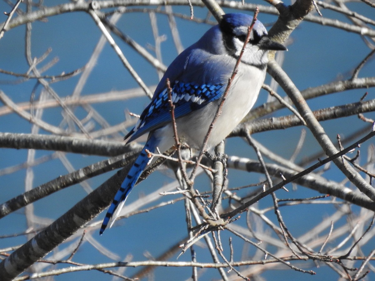 Blue Jay - ML646024010