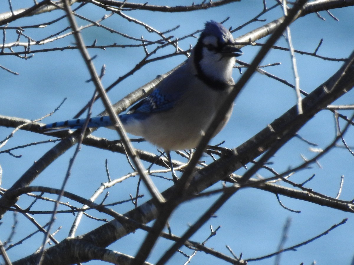 Blue Jay - ML646024011