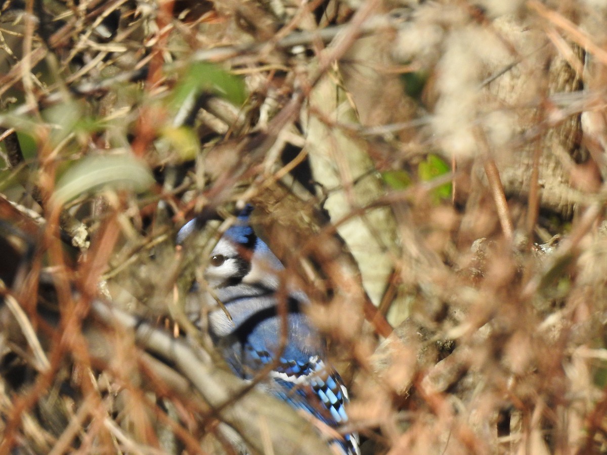 Blue Jay - ML646024012