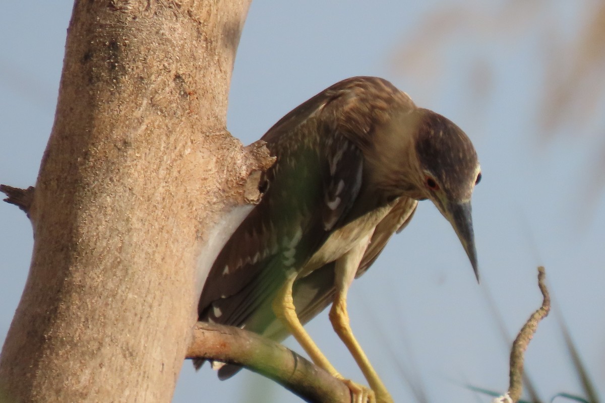 Black-crowned Night Heron - ML646024013