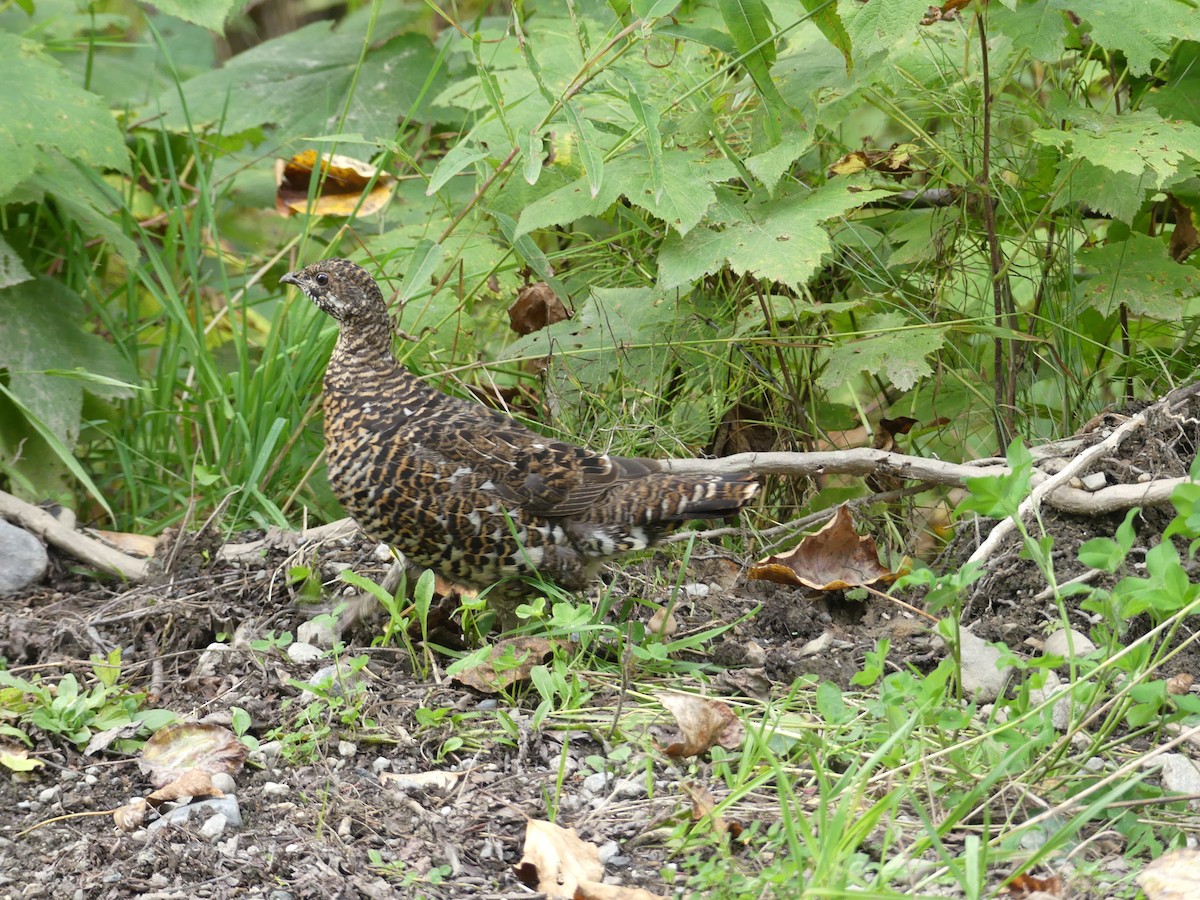 Spruce Grouse - ML646024016