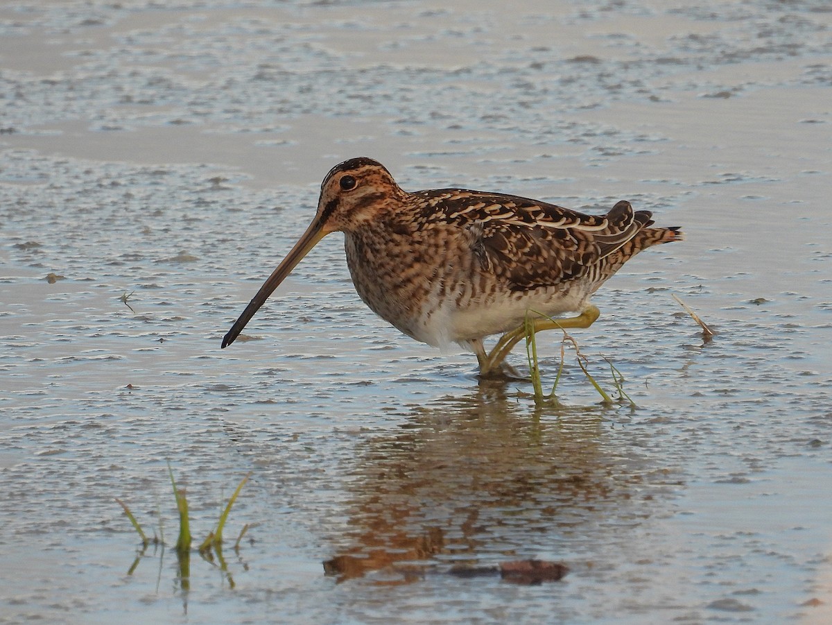 Common Snipe - ML646024019