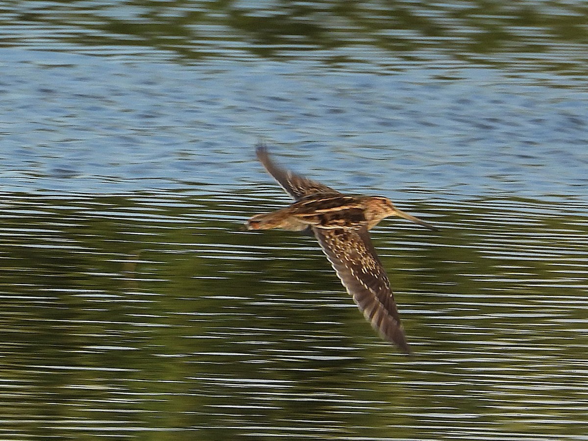 Common Snipe - ML646024020
