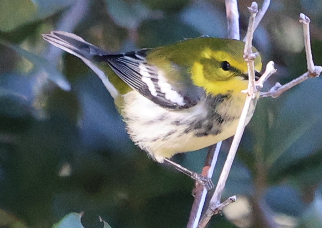 Black-throated Green Warbler - ML646024021