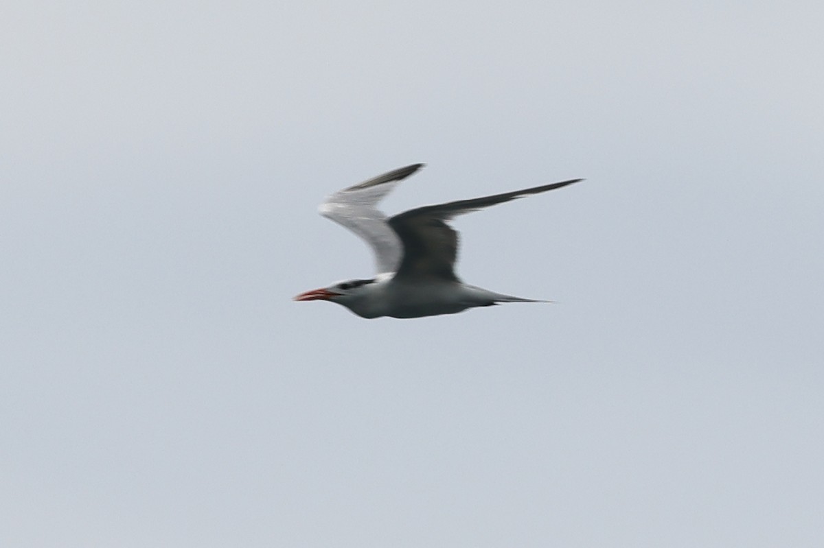 rybák královský - ML646024022