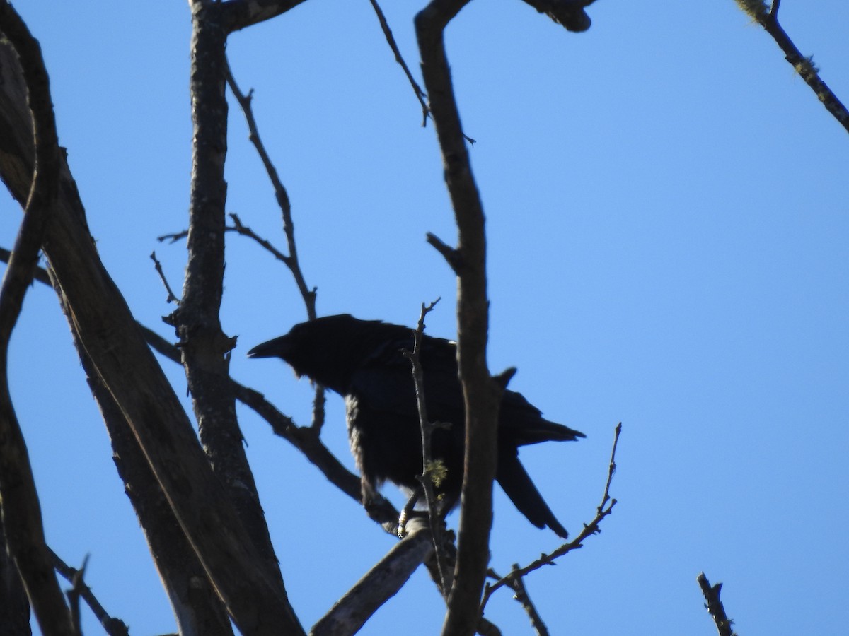 amerikakråke - ML646024031