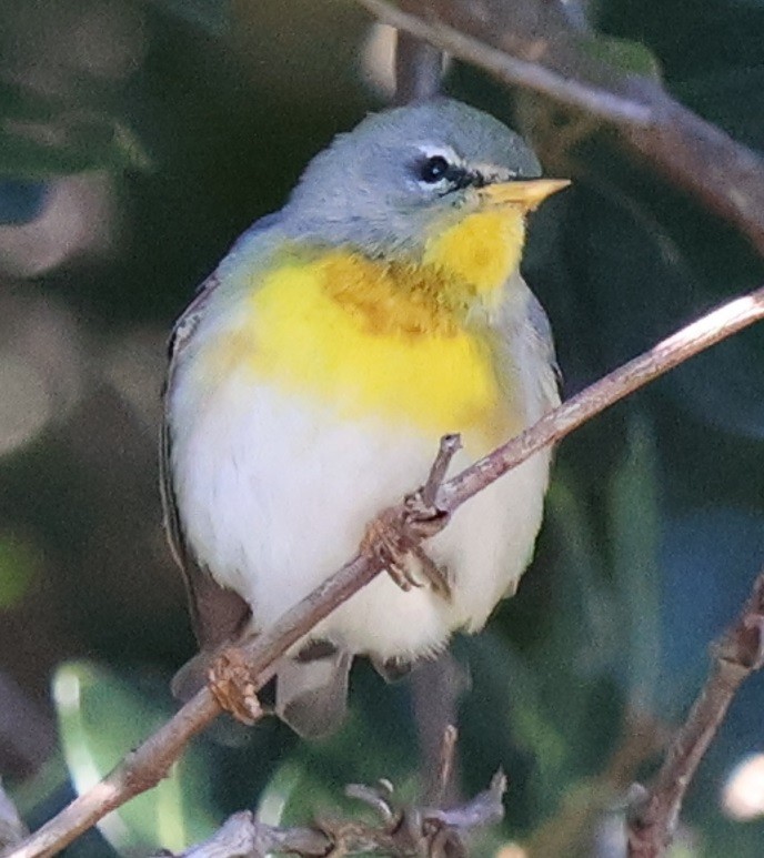 Northern Parula - ML646024036