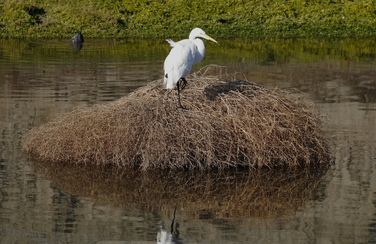 Garceta Grande - ML646024040