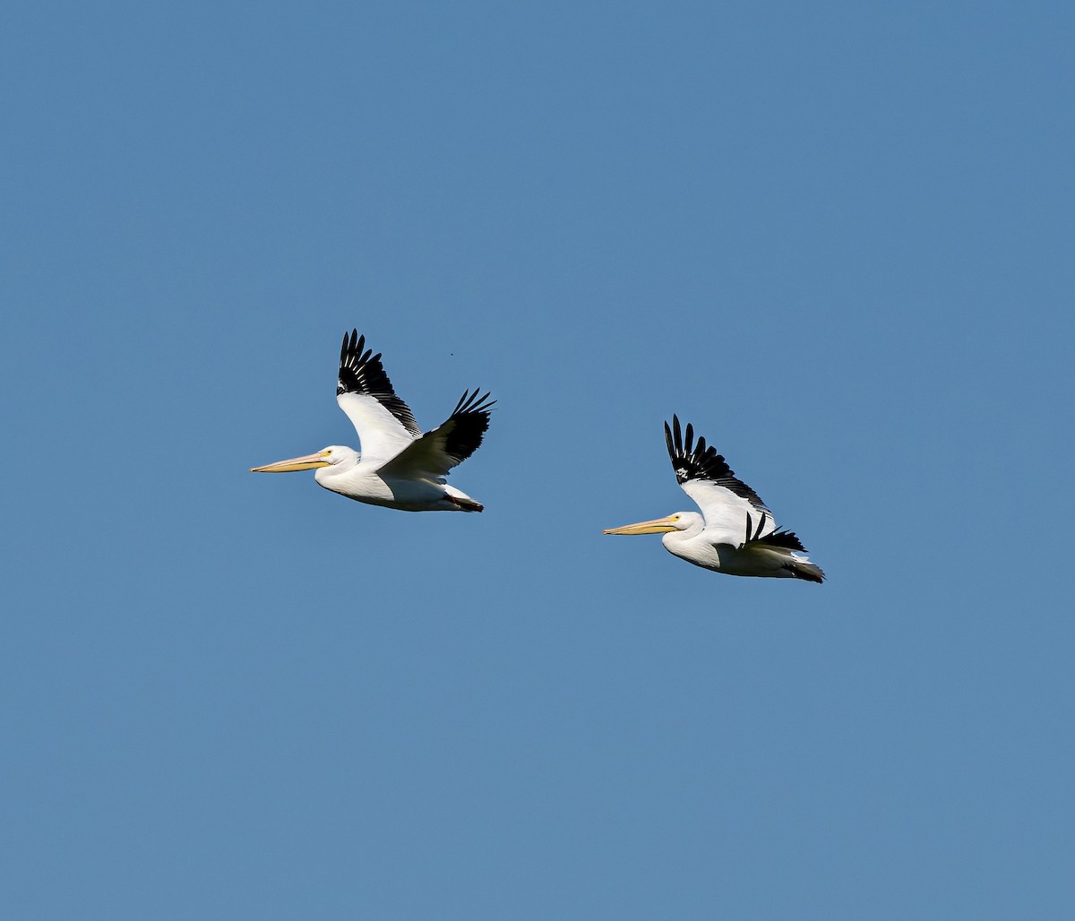 Pelícano Norteamericano - ML646024042