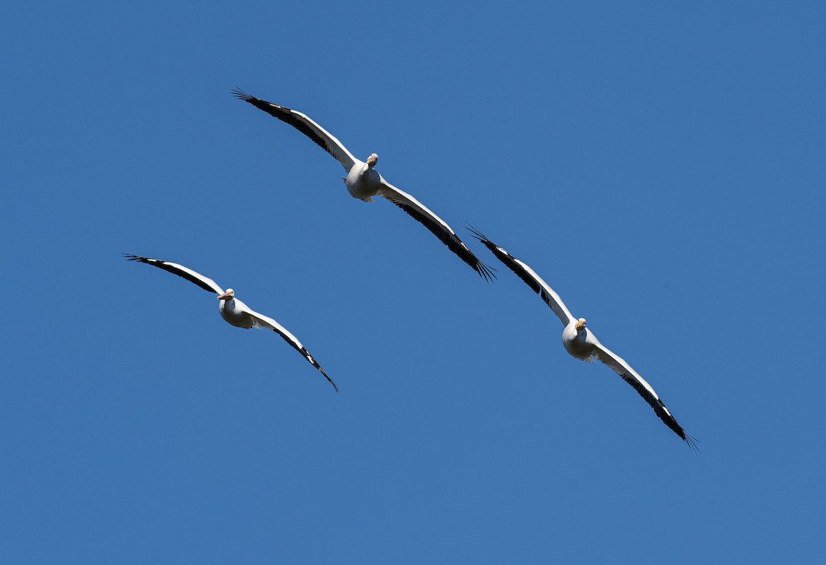 Pelícano Norteamericano - ML646024043