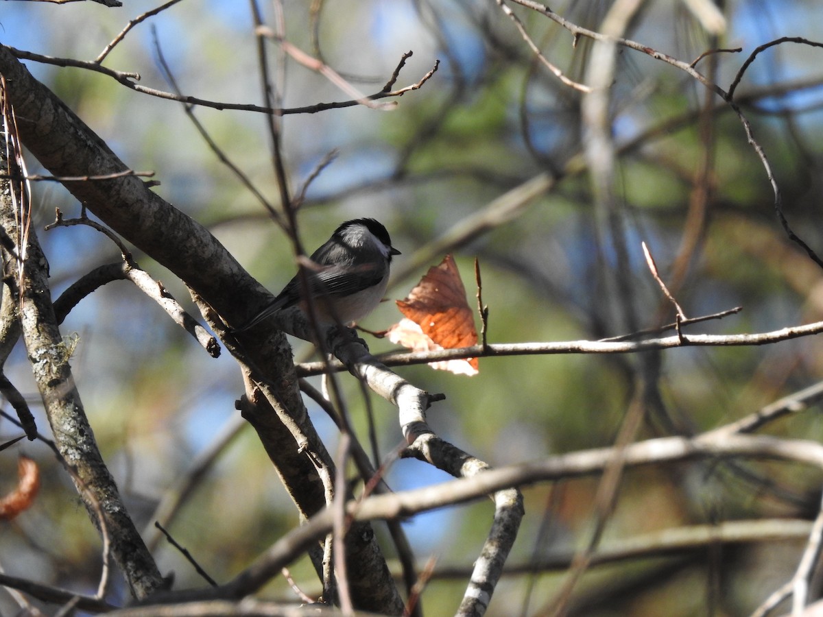 Каролинская гаичка - ML646024047