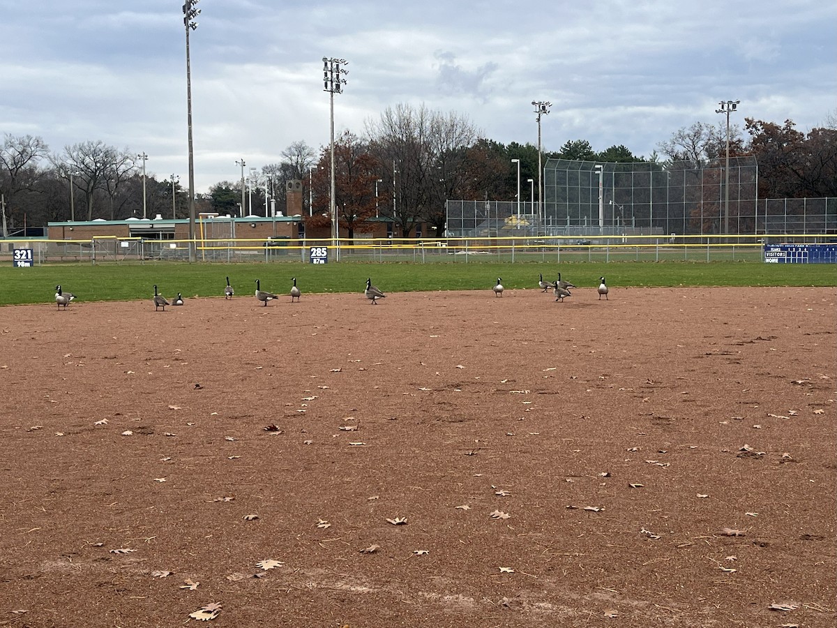 Канад галуу - ML646024048