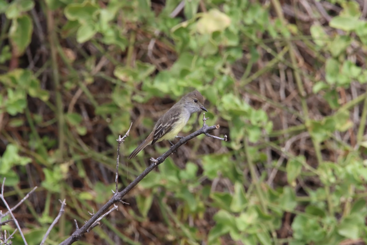 Галапагосский миарх - ML646024050