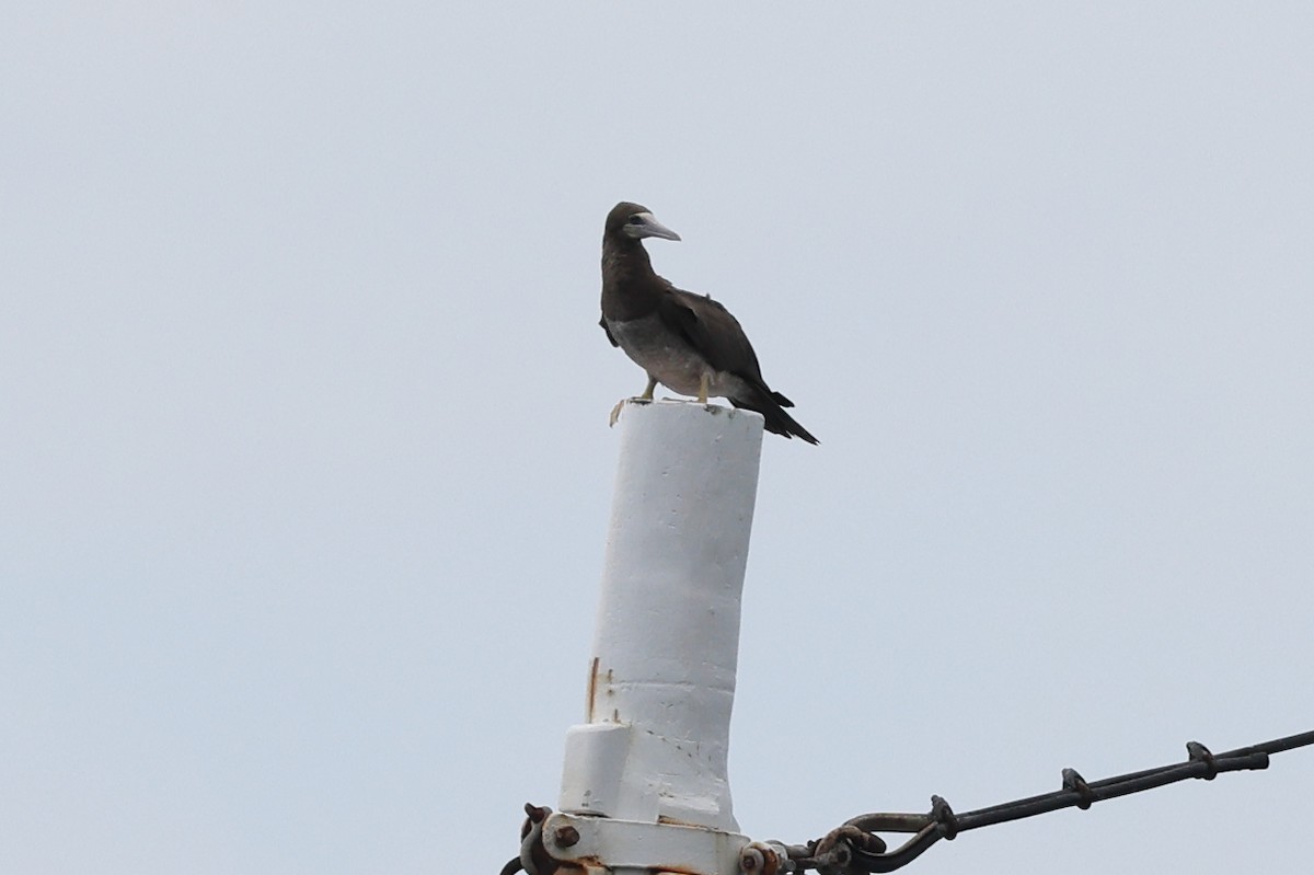 terej žlutonohý - ML646024059