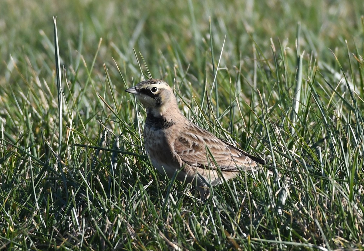 Horned Lark - ML646024062