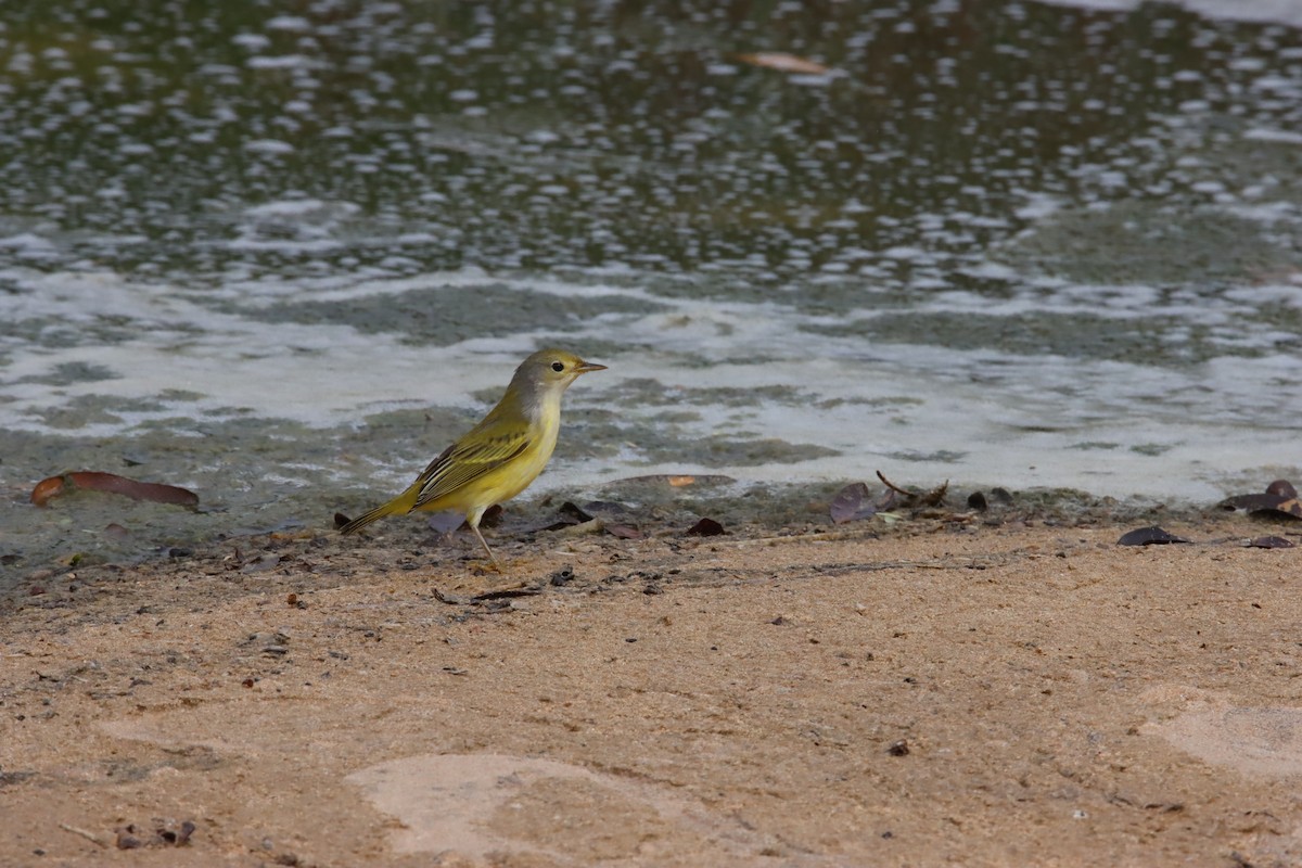 Mangrove Yellow Warbler - ML646024063