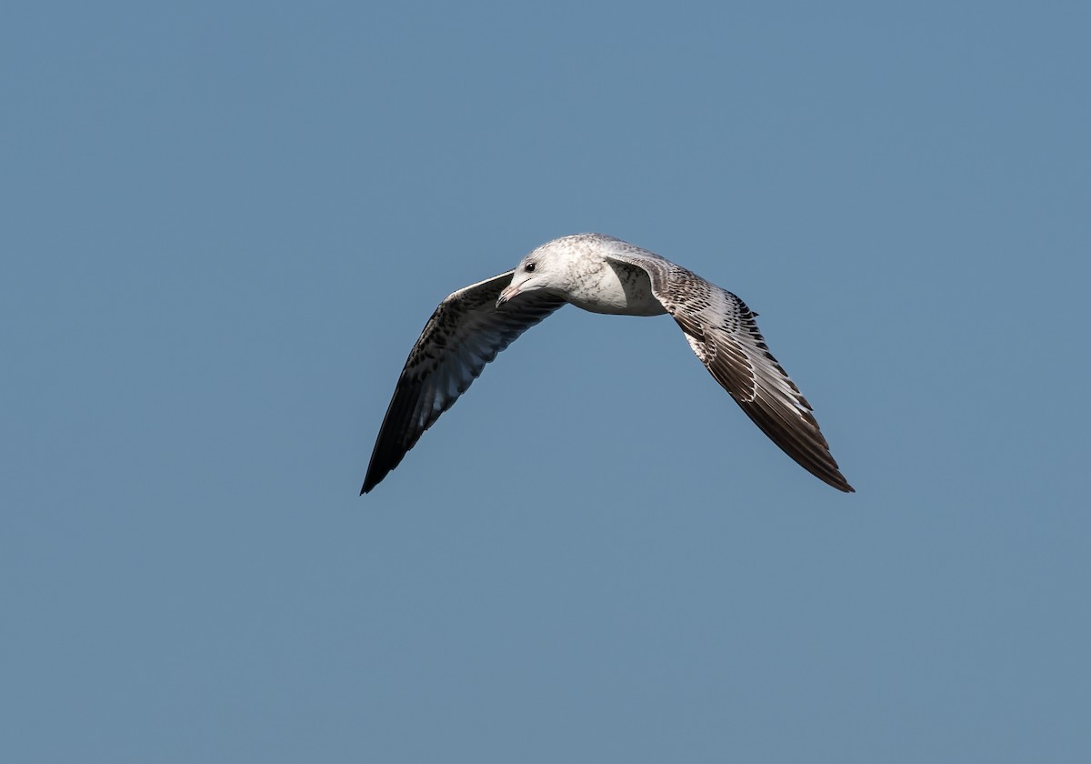 Gavina americana - ML646024064