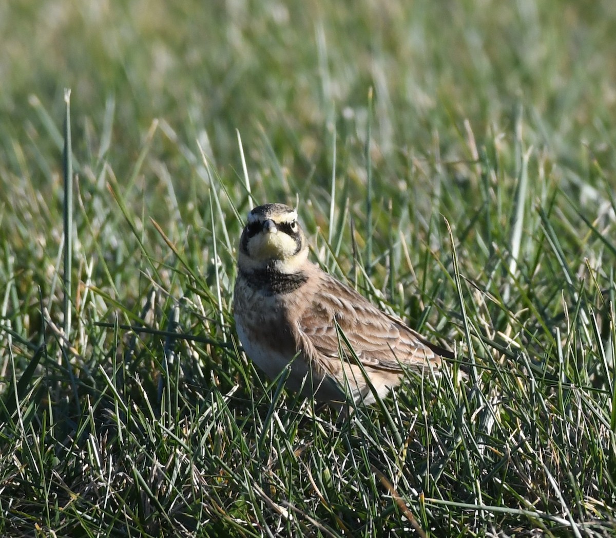 Horned Lark - ML646024073
