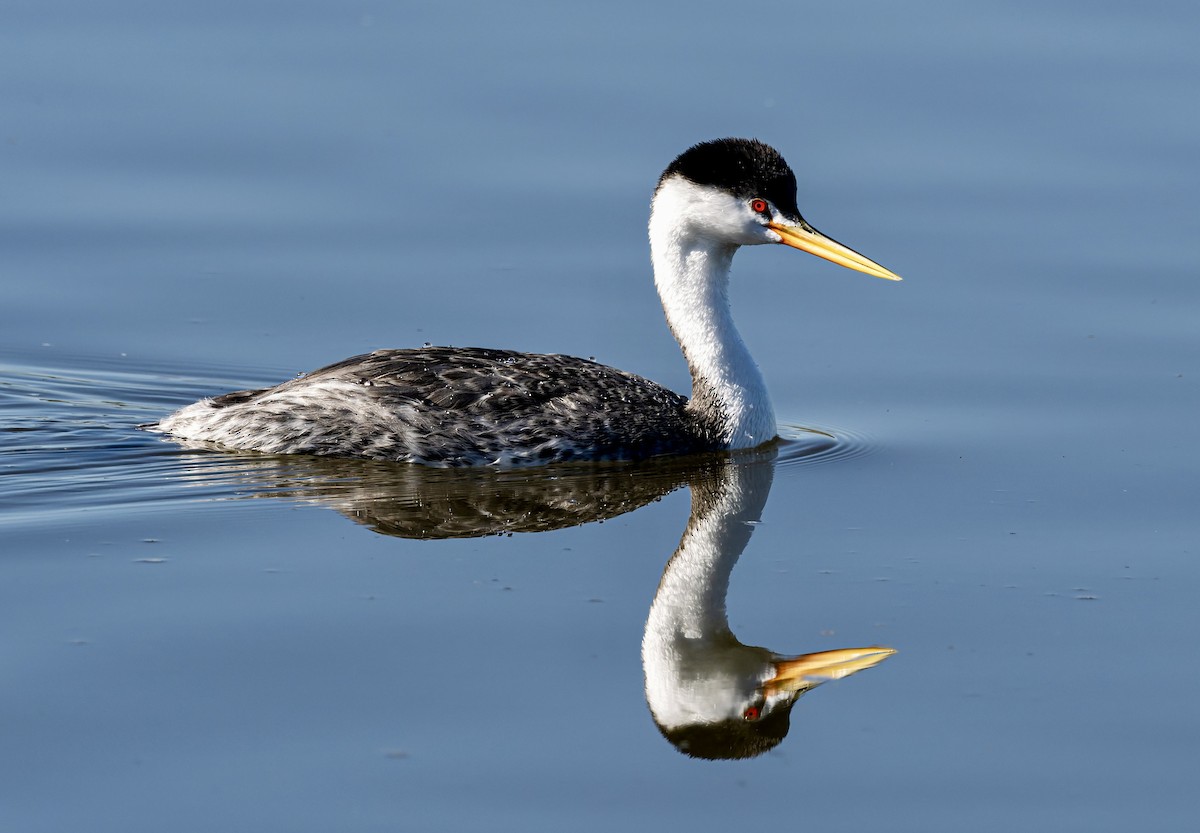 Clark's Grebe - ML646024074