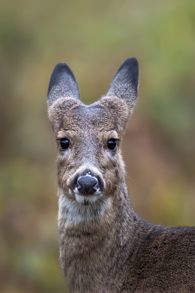 White-tailed and Mule Deer - ML646024075