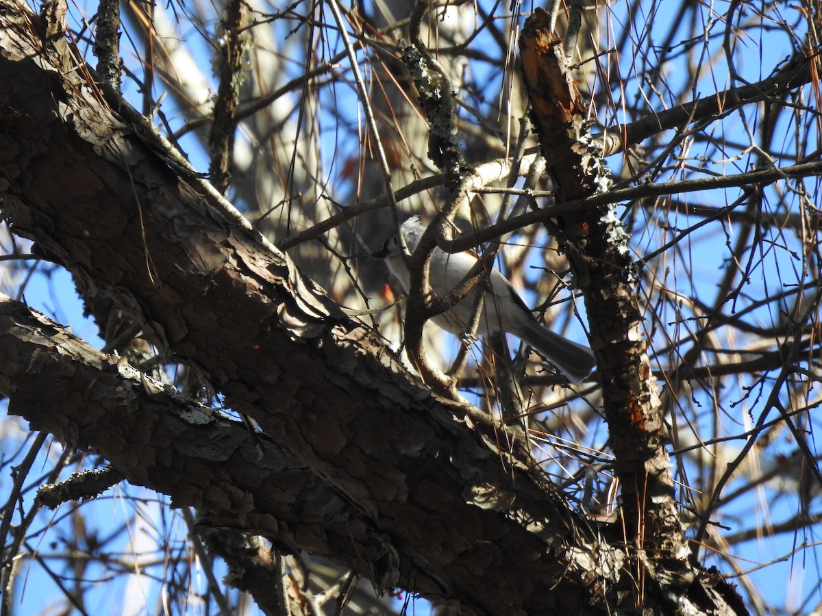 Tufted Titmouse - ML646024077