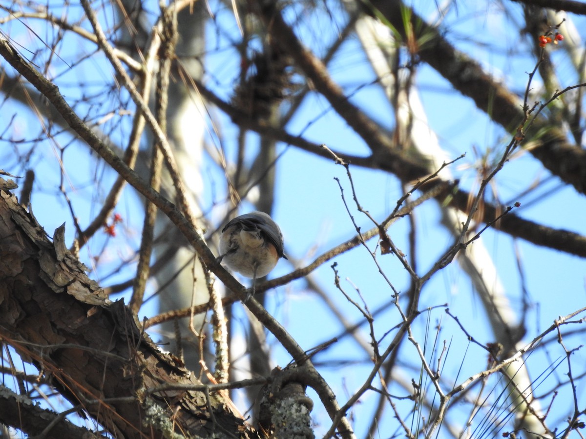 Tufted Titmouse - ML646024078