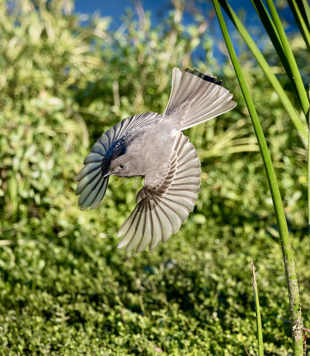 Black Phoebe - ML646024082
