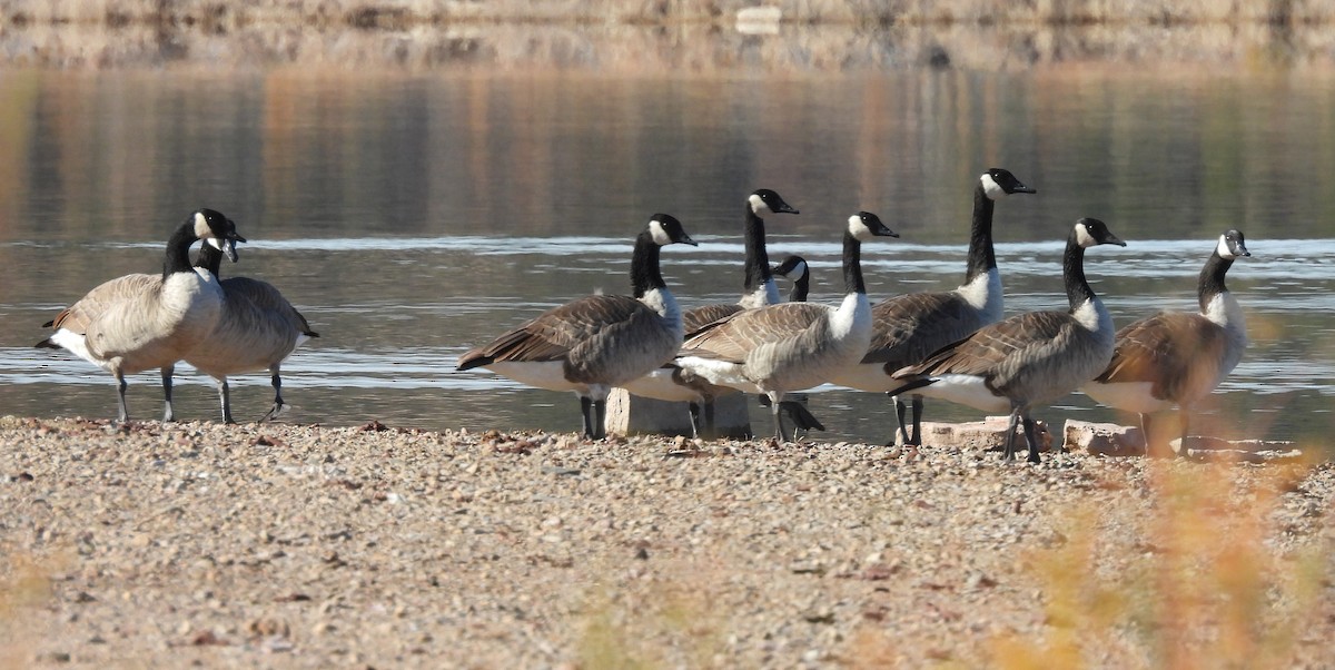 Канад галуу - ML646024085