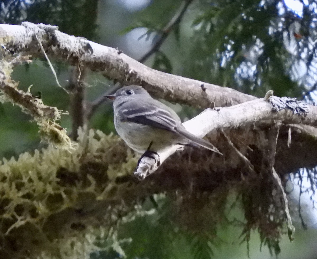 Hammond's Flycatcher - ML646024097