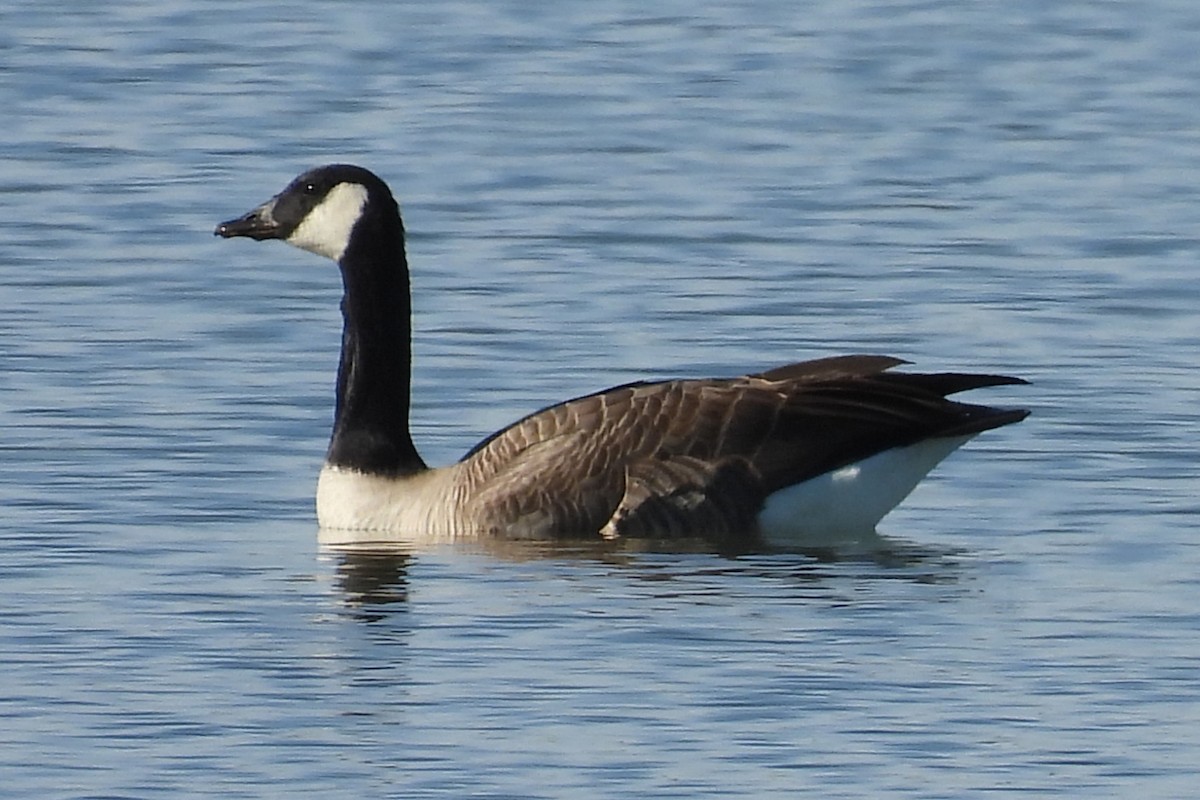 Канад галуу - ML646024098