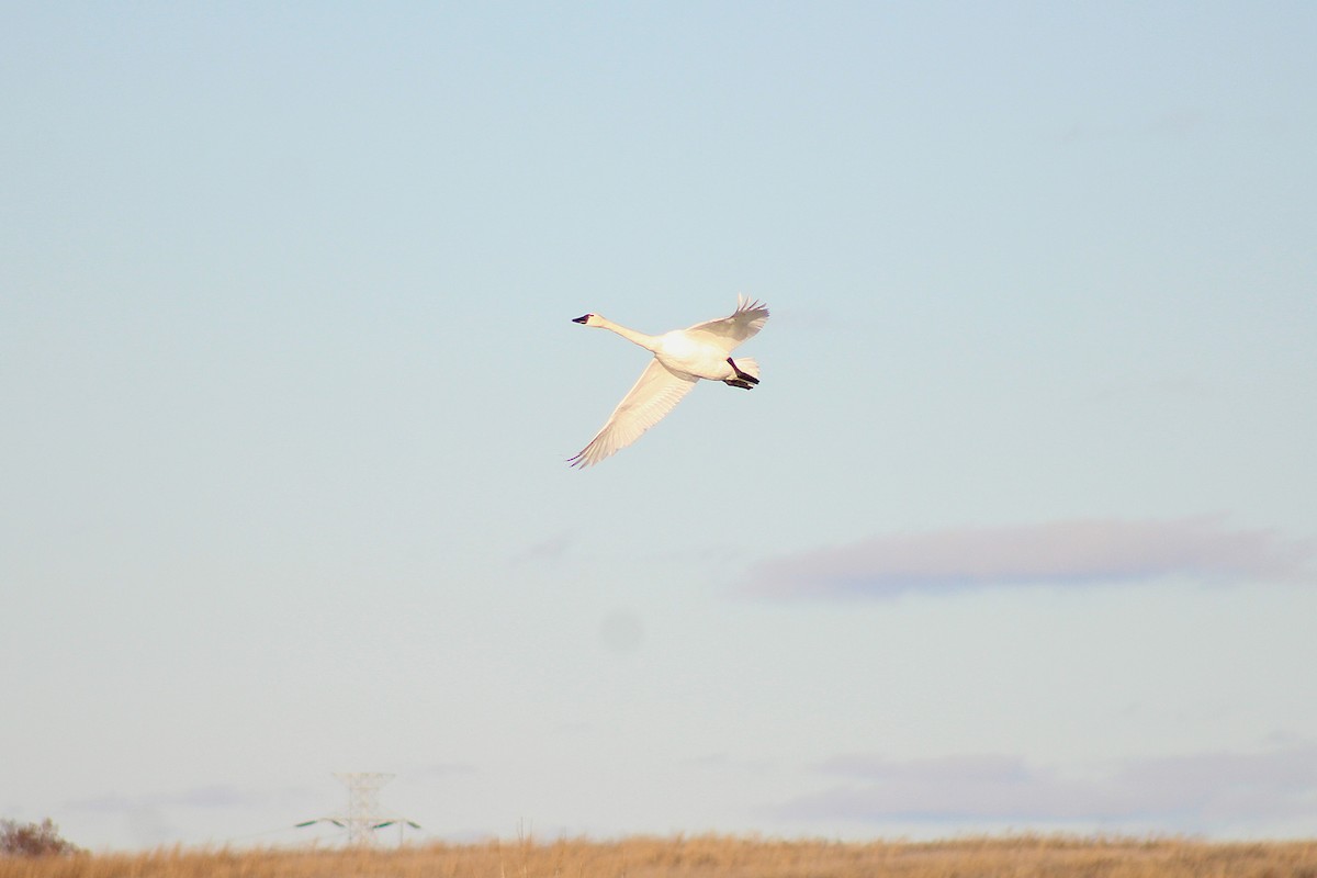 Tundra Swan - ML646024107