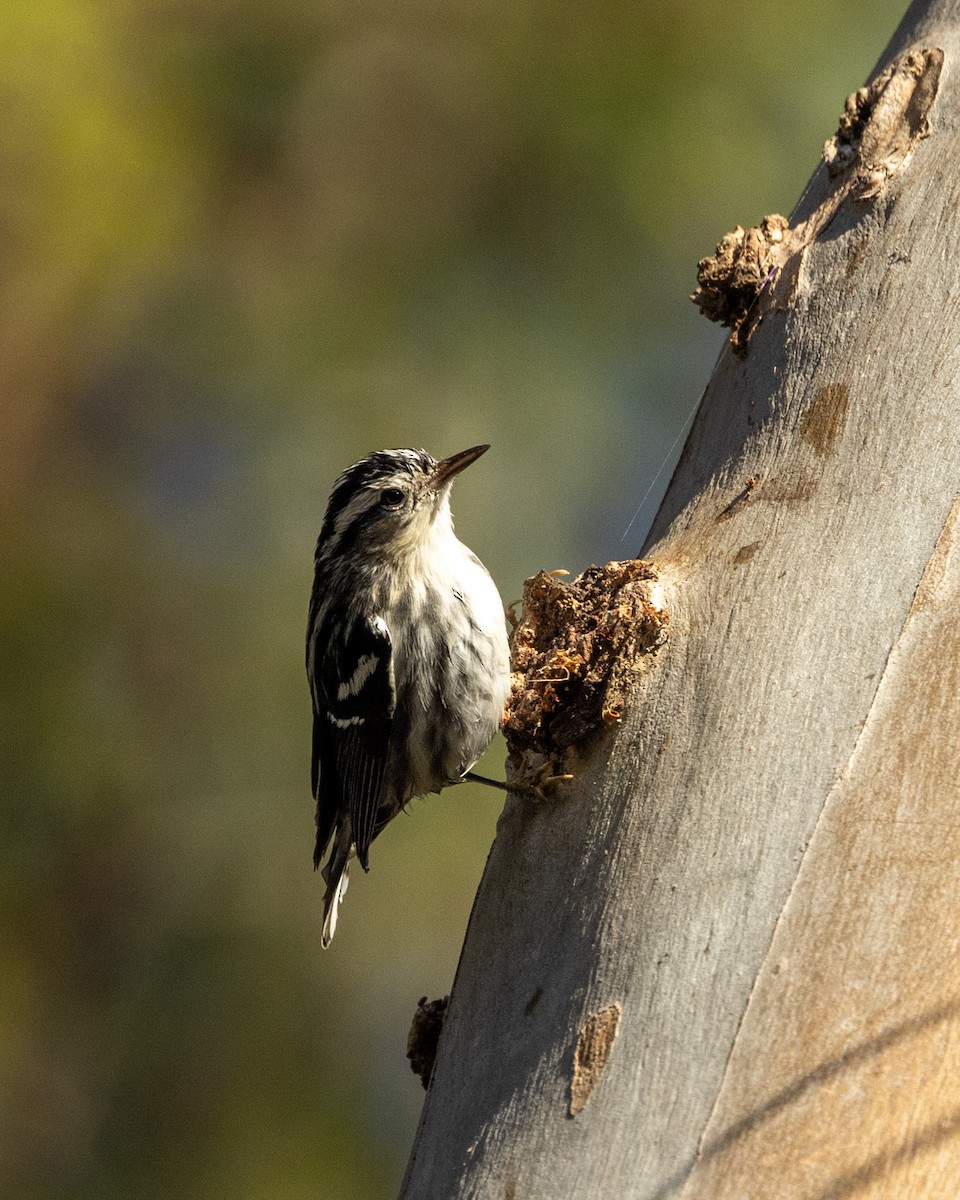 Black-and-white Warbler - ML646024108