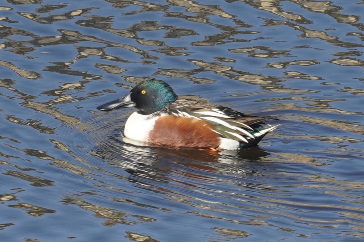 Kaşıkgaga - ML646024109