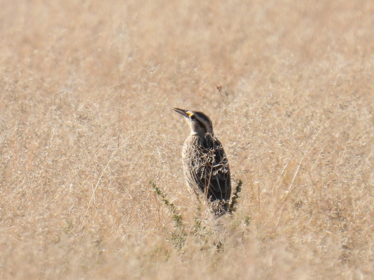 Chihuahuan Meadowlark - ML646024111