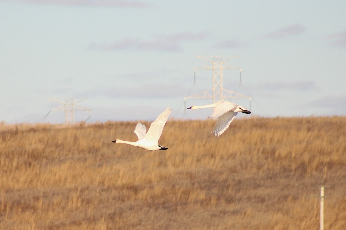Tundra Swan - ML646024116
