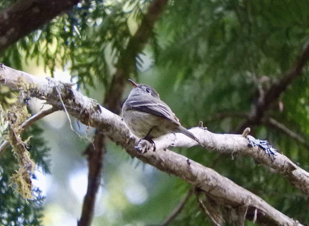 Hammond's Flycatcher - ML646024117