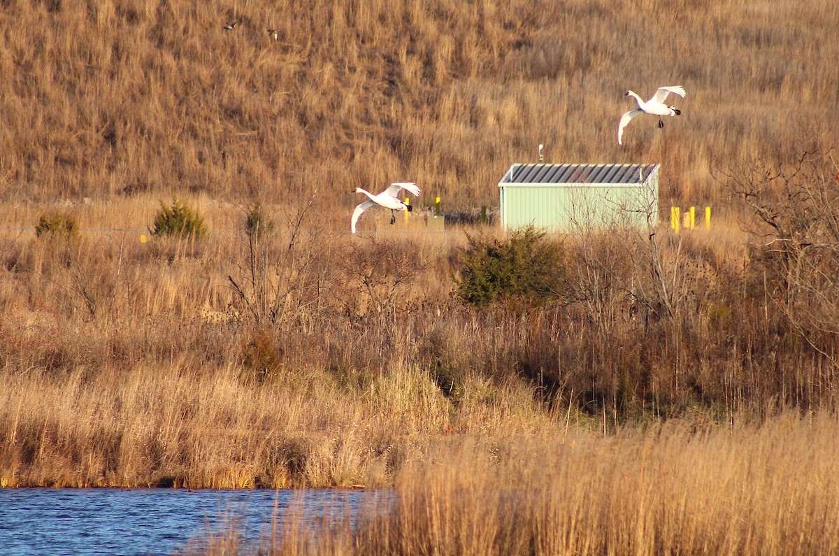 Tundra Swan - ML646024118