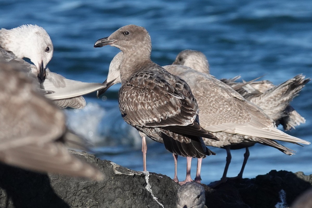 Western Gull - ML646024119