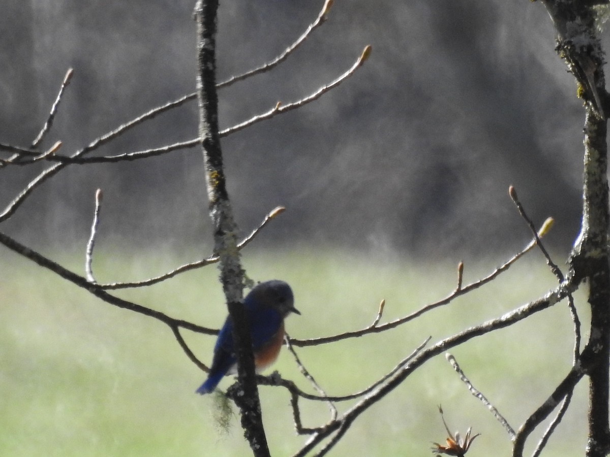 Eastern Bluebird - ML646024121