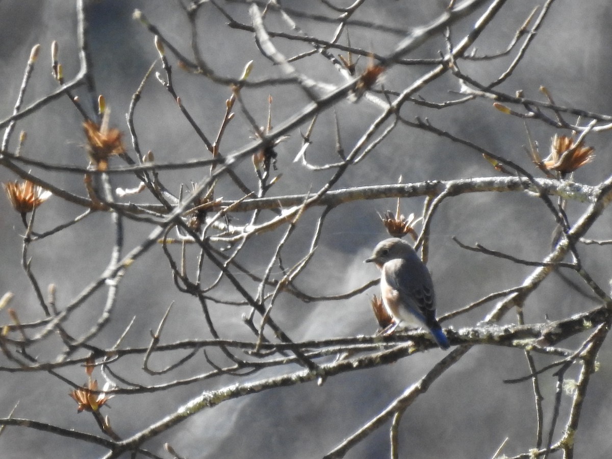Eastern Bluebird - ML646024122