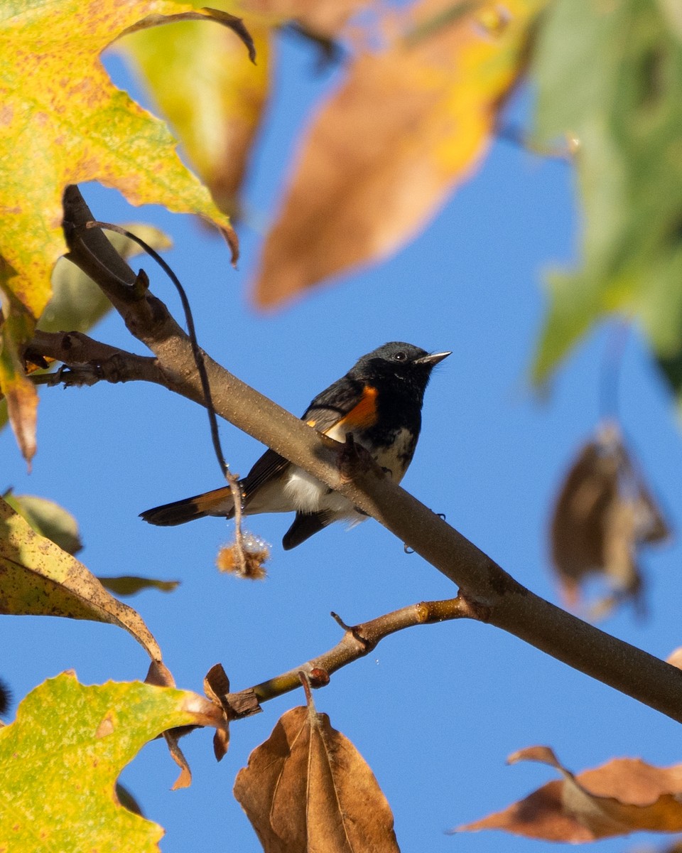 American Redstart - ML646024125