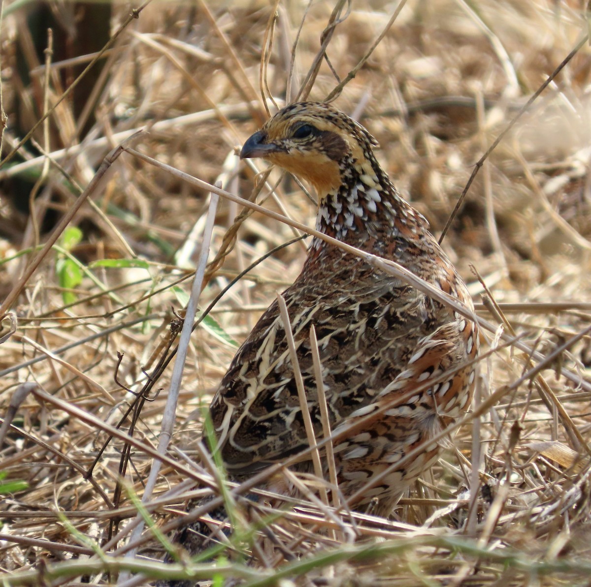 Northern Bobwhite - ML646024127