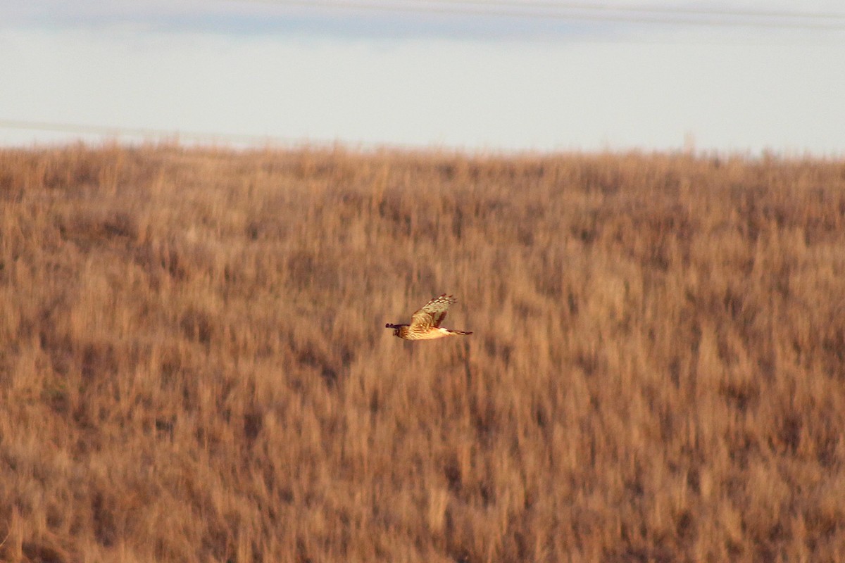 Northern Harrier - ML646024132