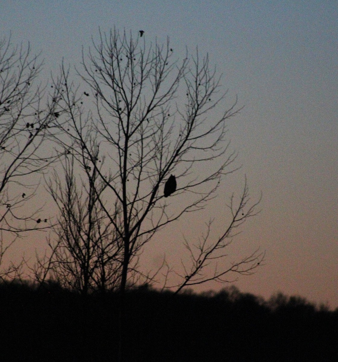 Great Horned Owl - ML646024138