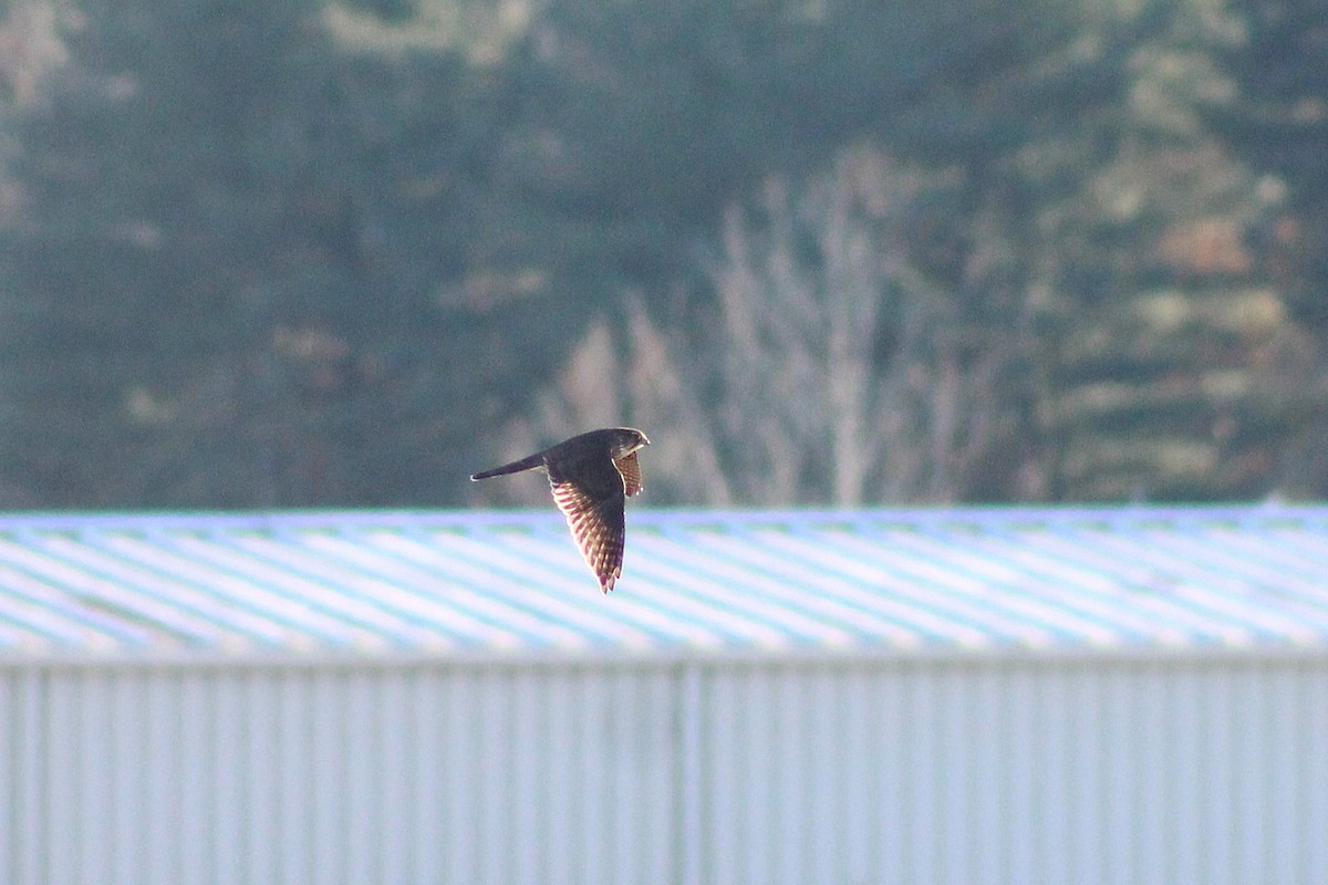 Merlin - ML646024146