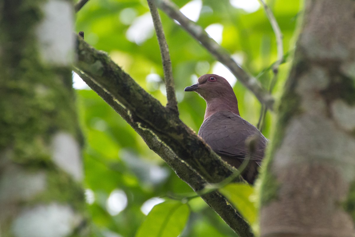 コバシバト - ML646024147