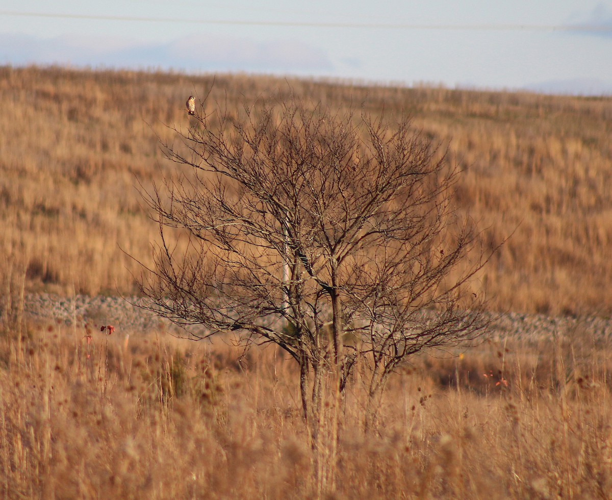 American Kestrel - ML646024148