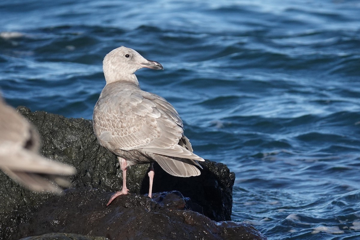 Glaucous-winged Gull - ML646024152