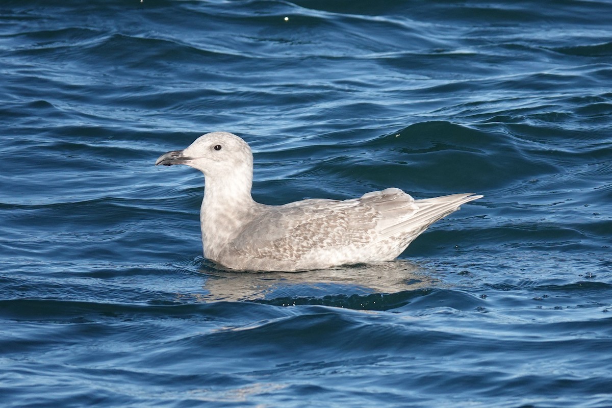 Glaucous-winged Gull - ML646024153